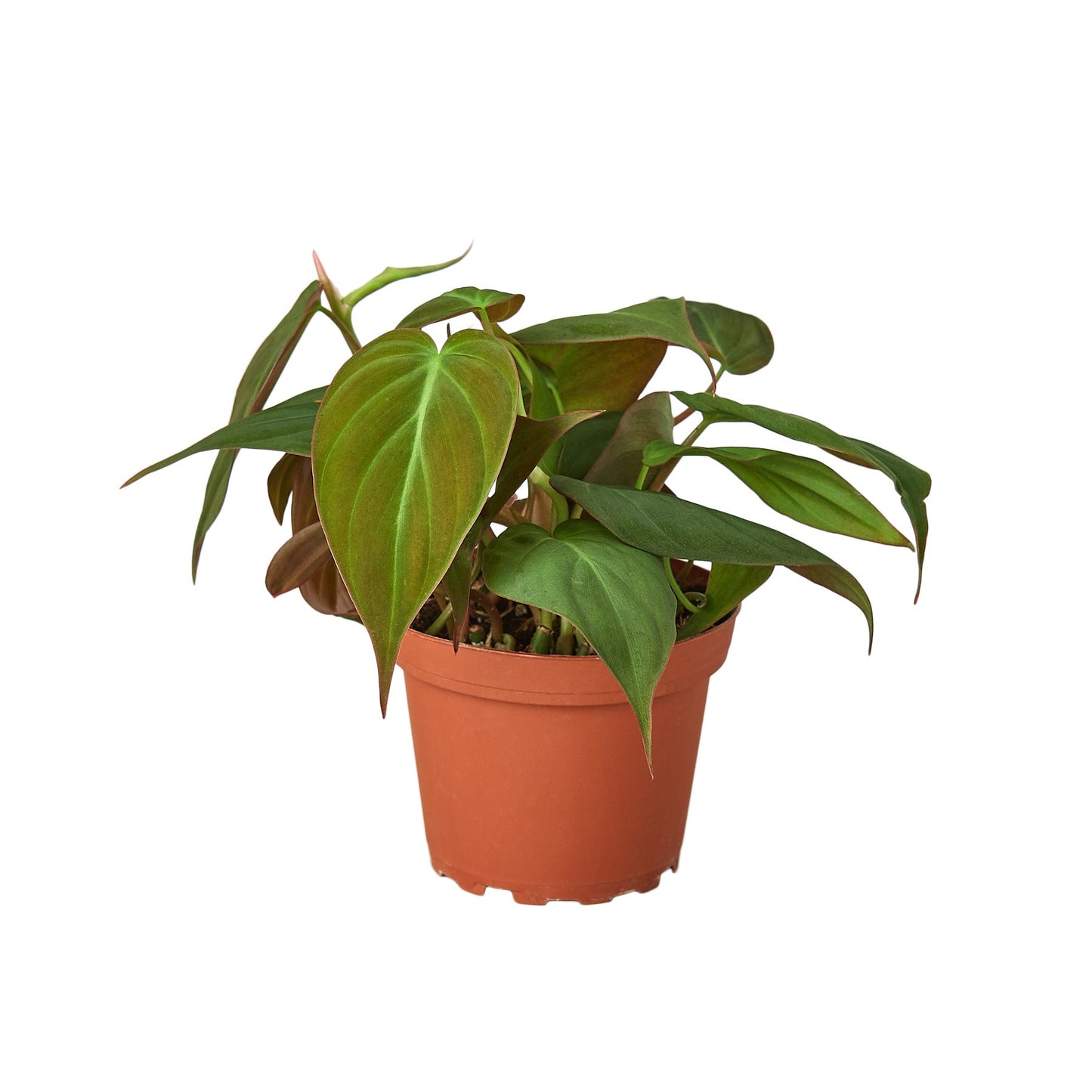 Philodendron Micans 'Velvet'