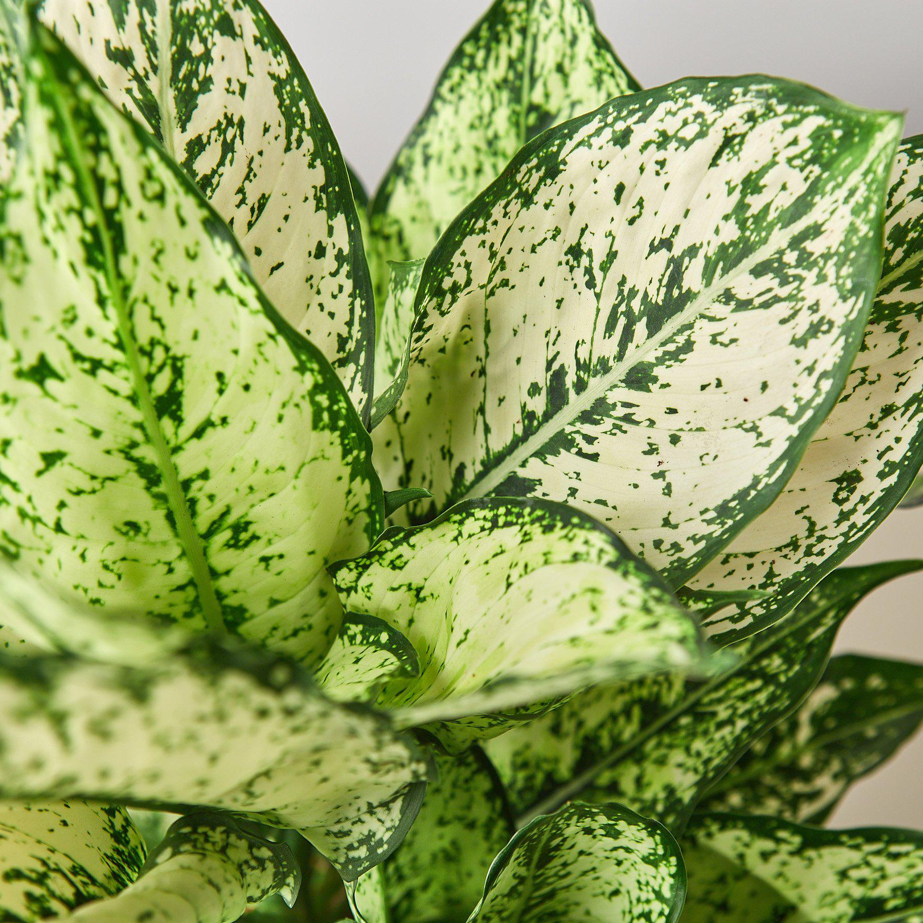 is chinese evergreen indoor plant Buy Chinese Evergreen First Diamond