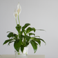 Spathiphyllum 'Peace Lily' Media 2 of 8