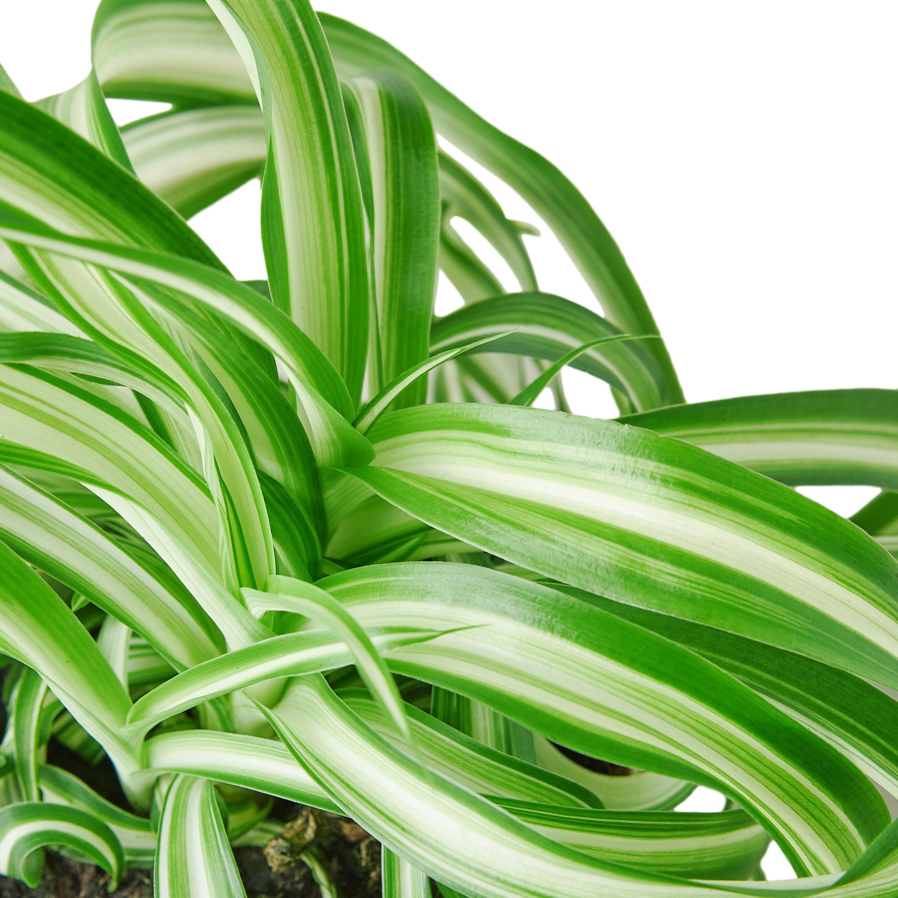 live spider plants near me Buy Spider Plant Bonnie