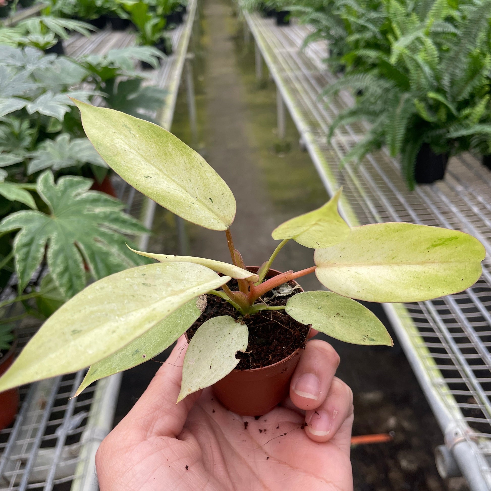 philodendron snowdrift price Philodendron 'Snowdrift'