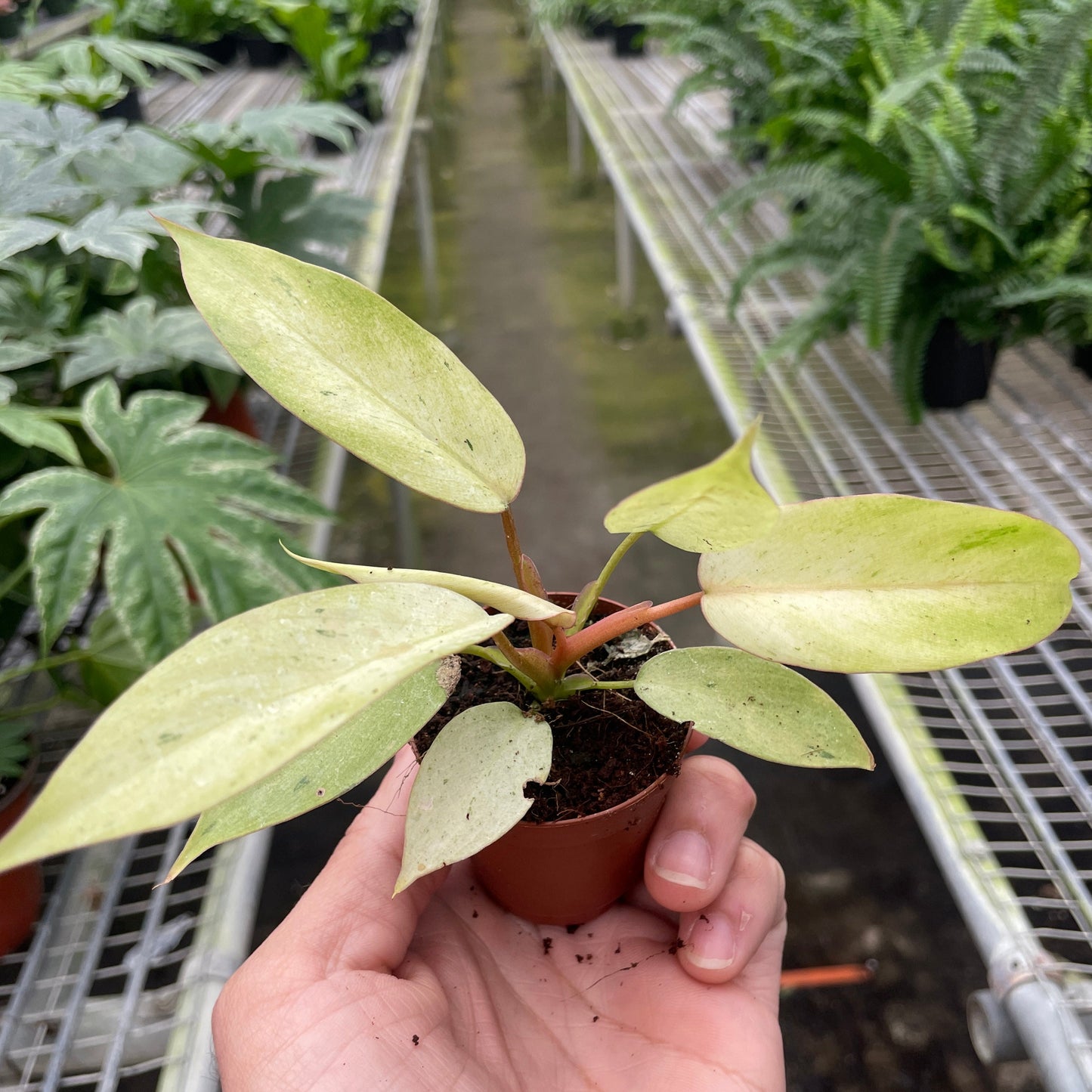 Philodendron 'Snowdrift'