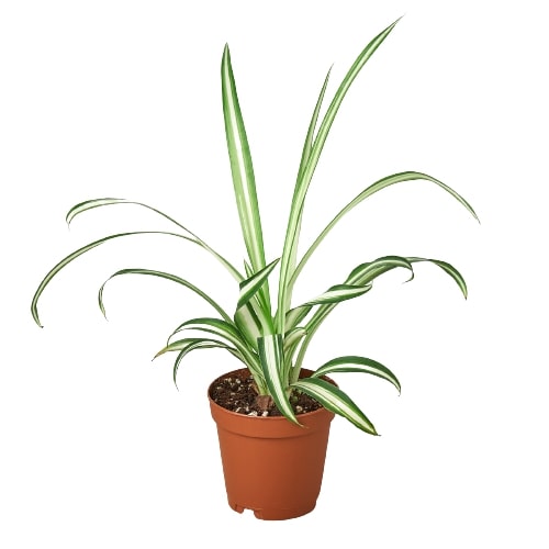 Spider Plant Reverse 