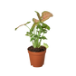 Syngonium Strawberry