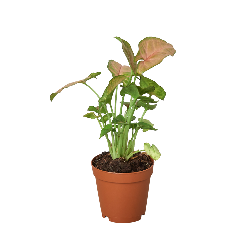 Syngonium Strawberry