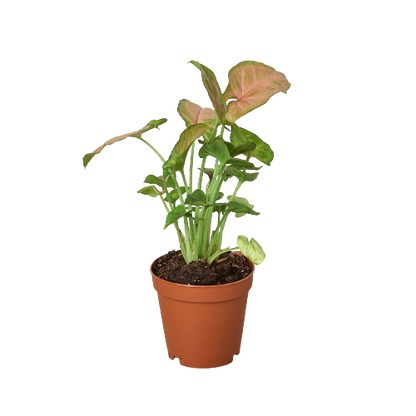 Syngonium Strawberry