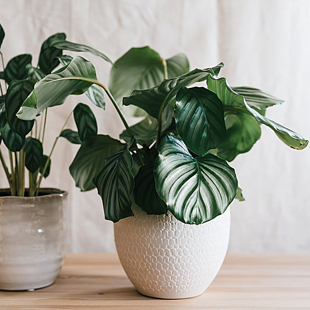 Calathea 'Orbifolia'