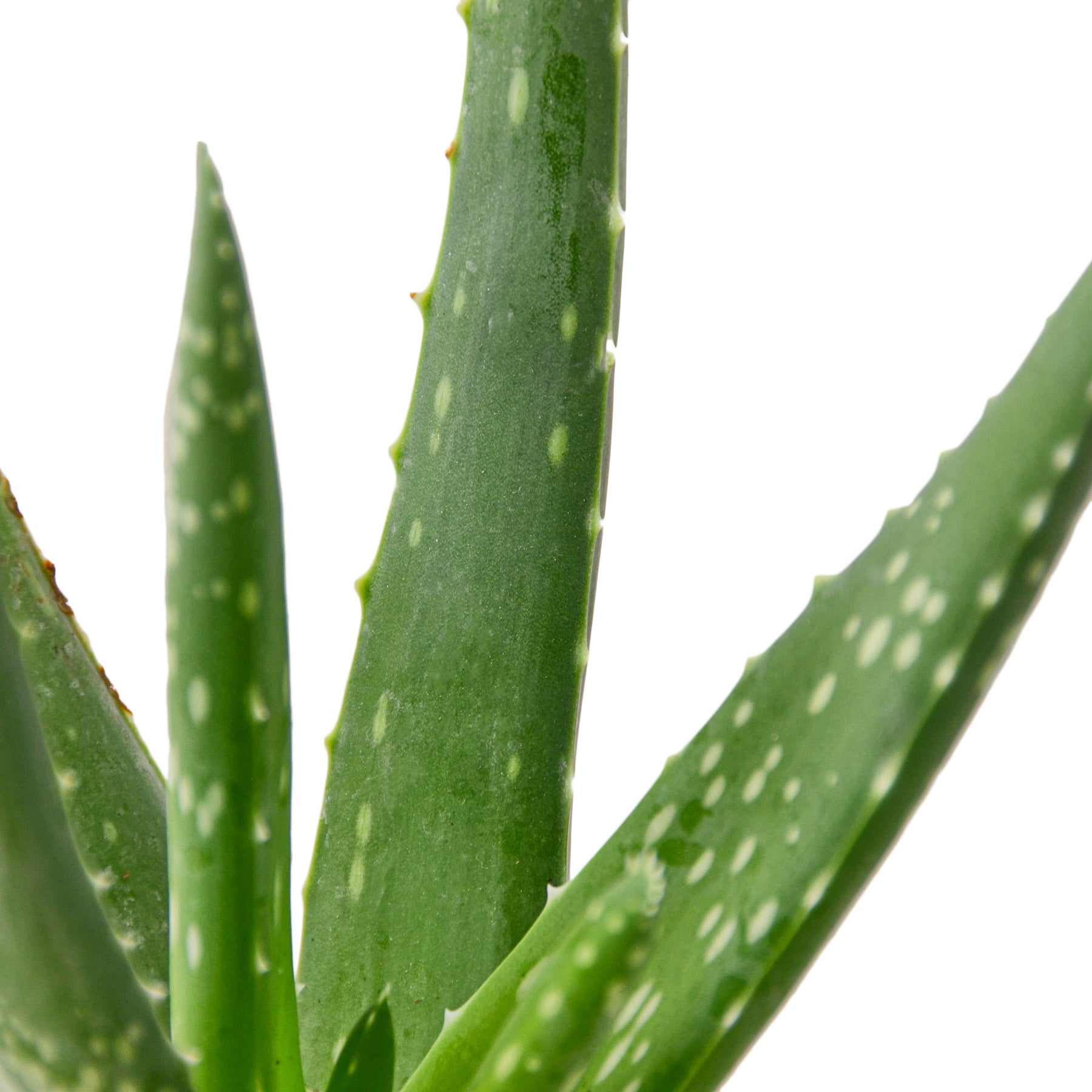 where to buy aloe vera plant nyc Aloe Vera