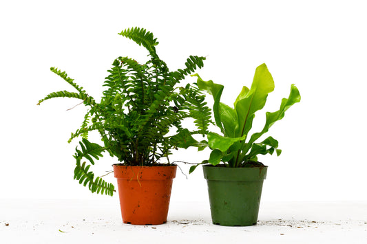 Fern Variety Pack