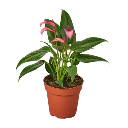anthurium prezzo Buy Anthurium Purple
