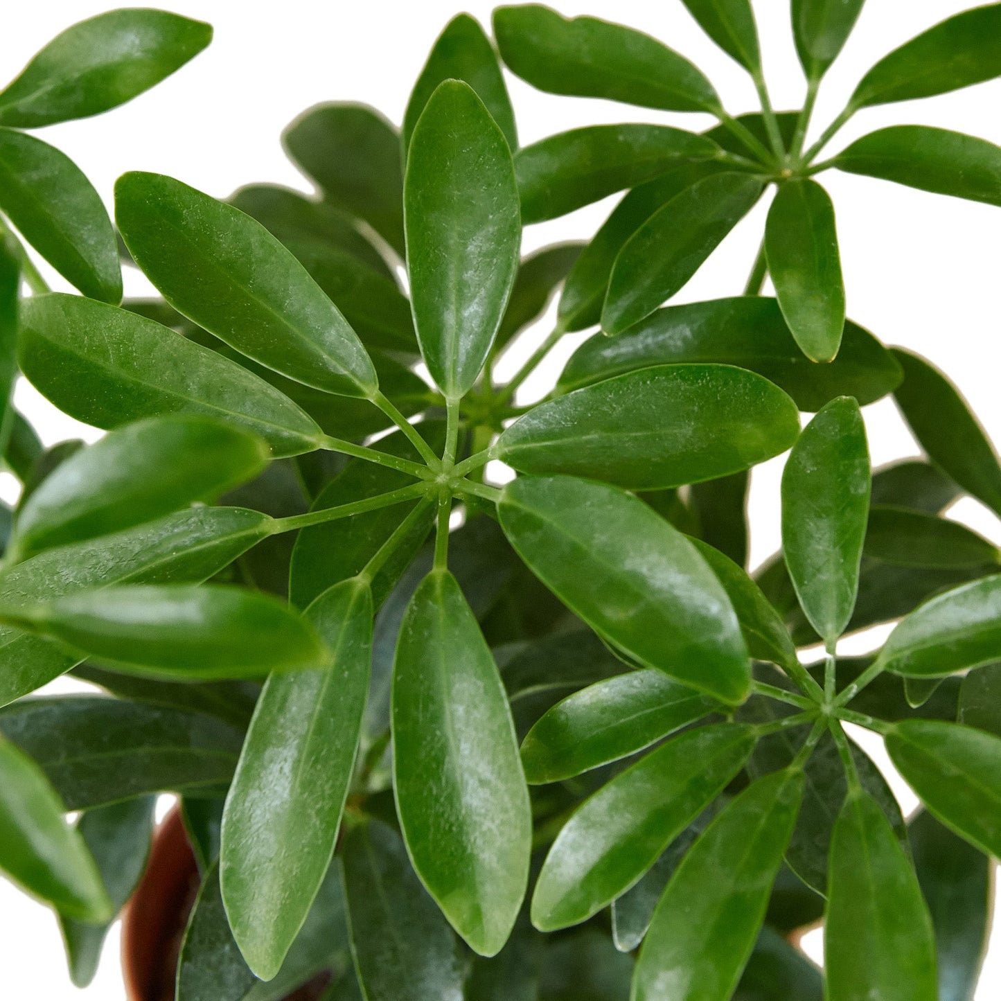 2 Different Schefflera Plants Variety Pack