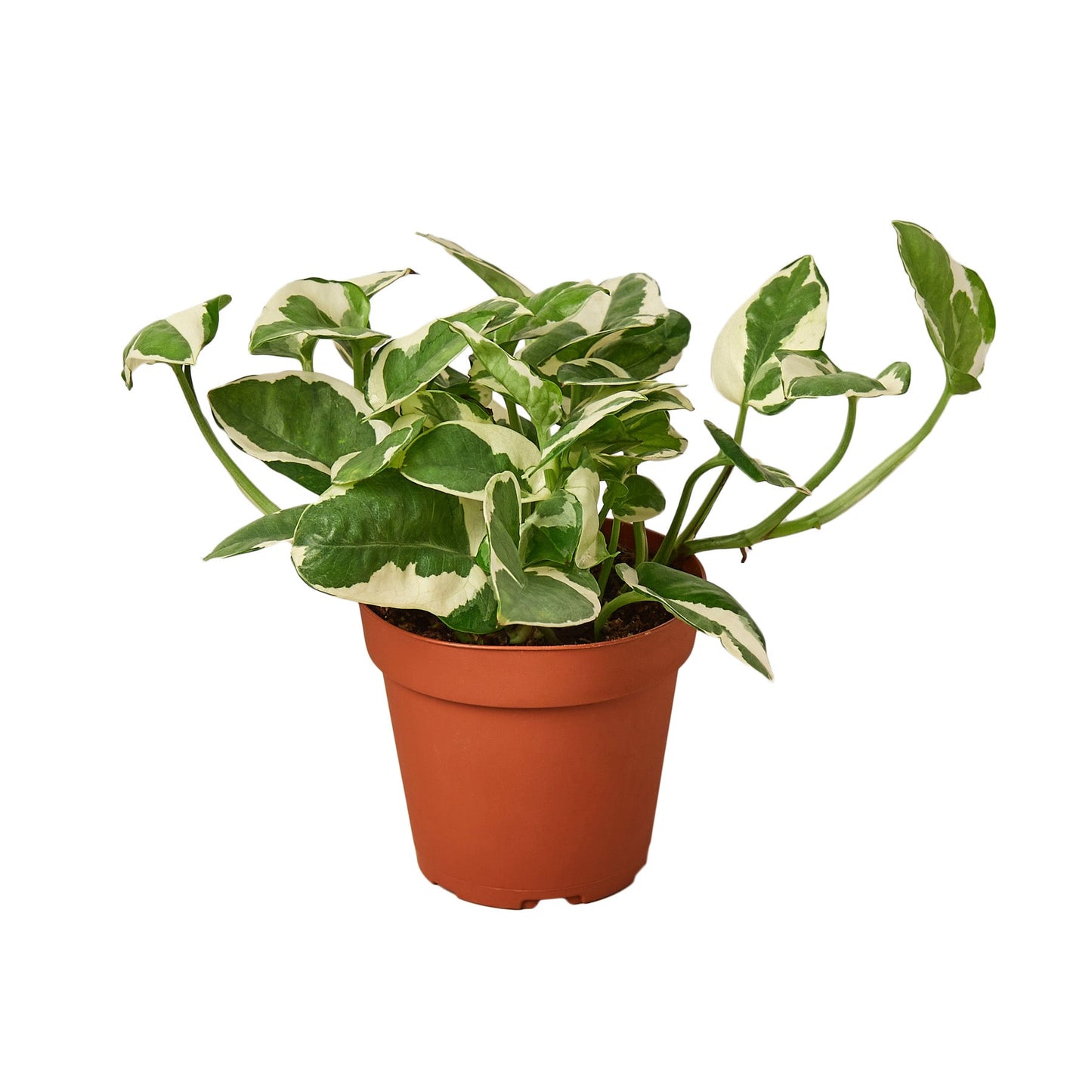 2 Pothos Variety Pack