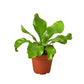 Birds Nest Nidus Fern indoor plant