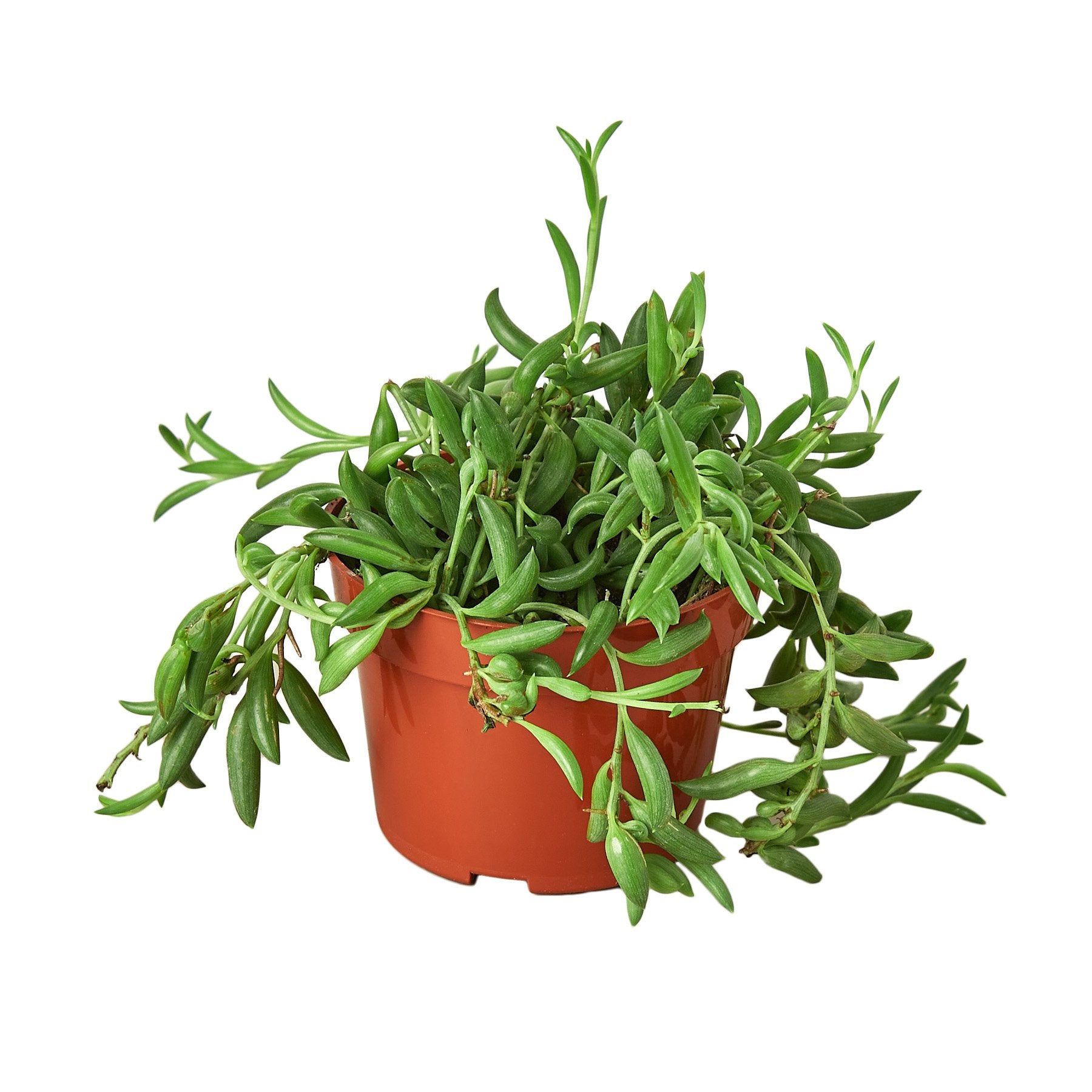 string of bananas plant indoors Buy Succulent String of Bananas 4in