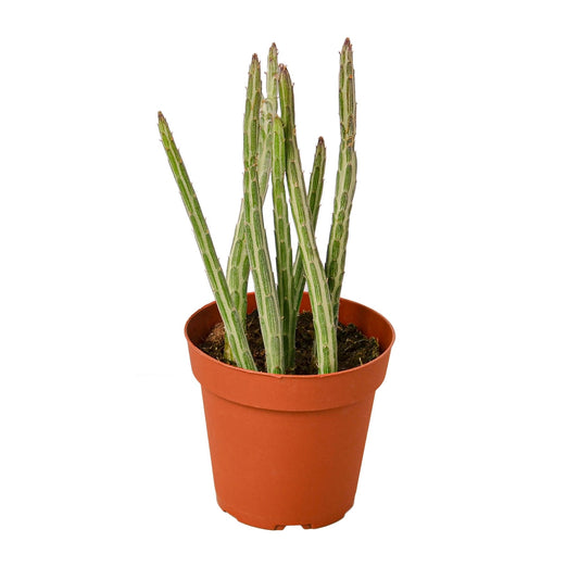 Senecio Stapeliiformis Pickle Plant - Plant Swag Shop 