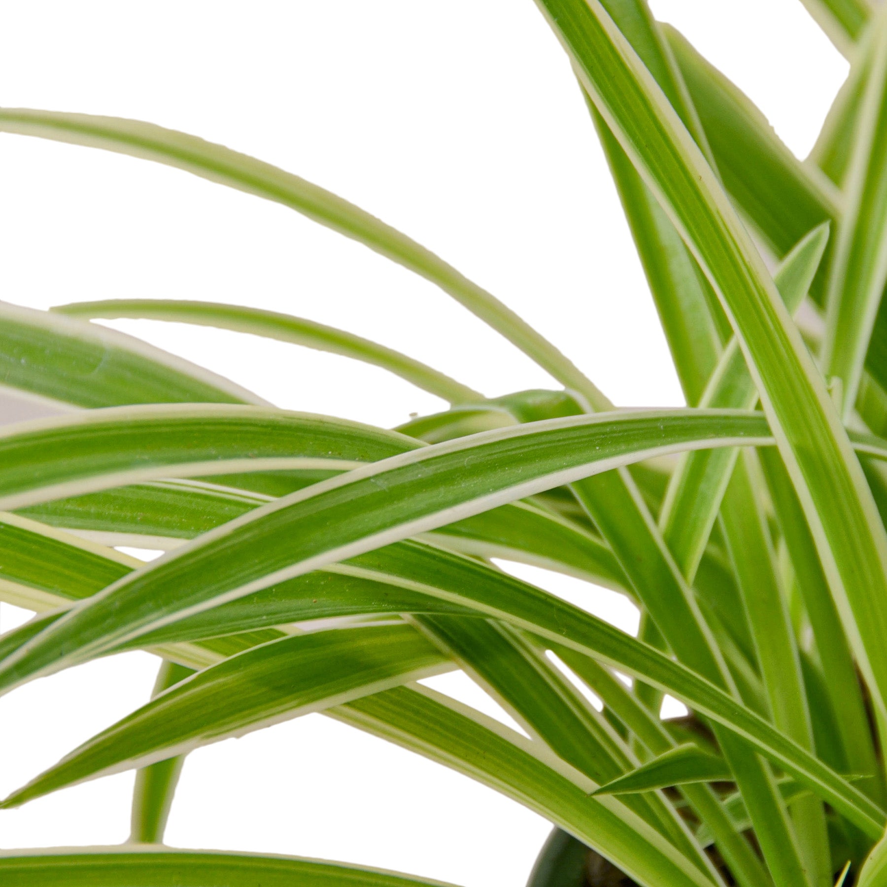 Spider Plant Reverse 