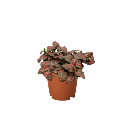 Fittonia albivenis, red house plant