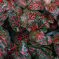 Fittonia albivenis, red house plant