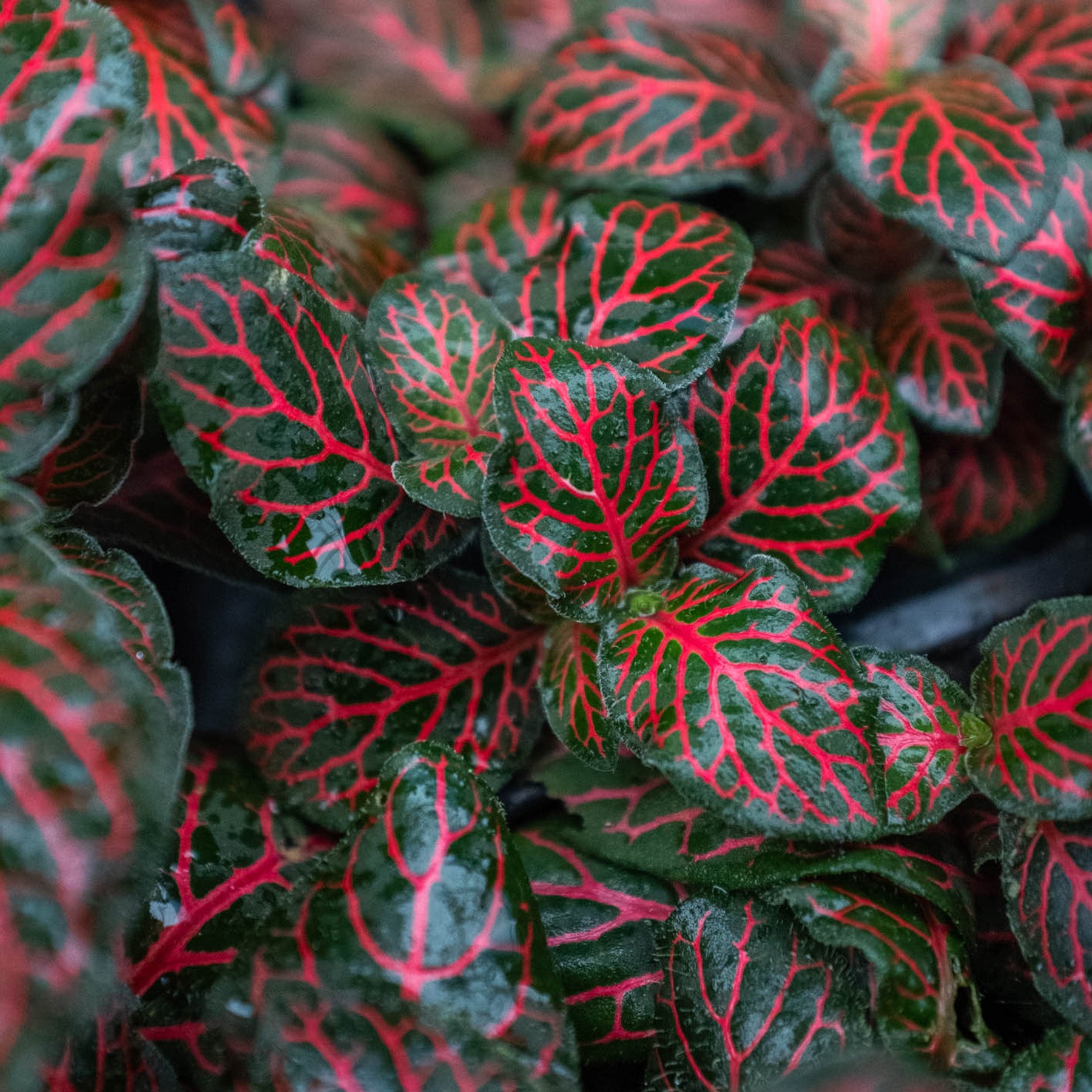 indoor plant green leaves red veins Buy Fittonia Red Plant