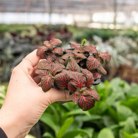 Fittonia albivenis, red house plant