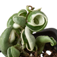 Hoya 'Rope Plant' Variegated Rare houseplant
