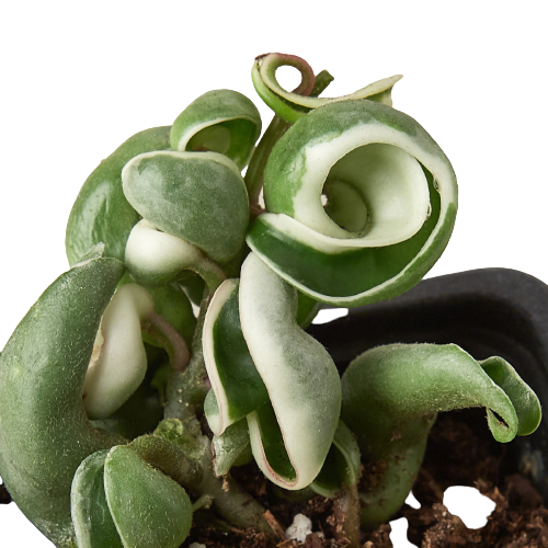 Hoya 'Rope Plant' Variegated Rare houseplant