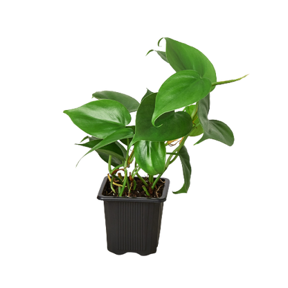Philodendron Cordatum Heartleaf indoor plant