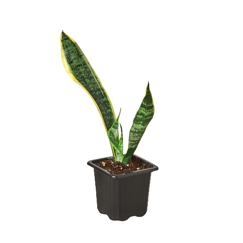 is snake plant low light Buy Snake Plant Laurentii