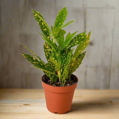 gold dust plant care indoor Buy Croton Gold Dust Plant