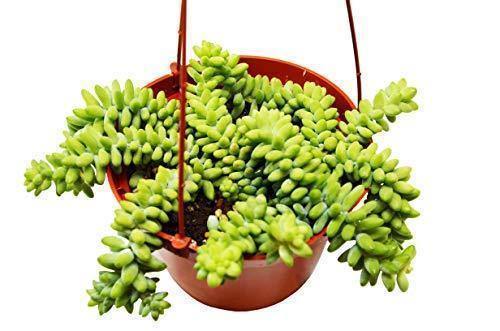 Sedum 'White Stone Crop' Succulent (Burros Tail)