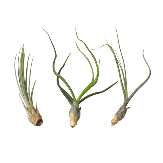 Variety of tillandsias in a monthly air plant subscription package.