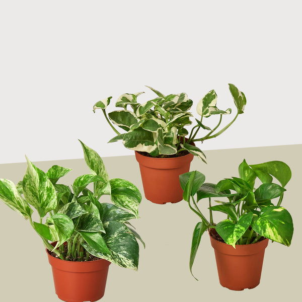 pothos vine varieties Buy 3 Pothos Variety Pack