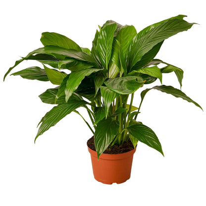 Spathiphyllum 'Peace Lily' Media 2 of 8