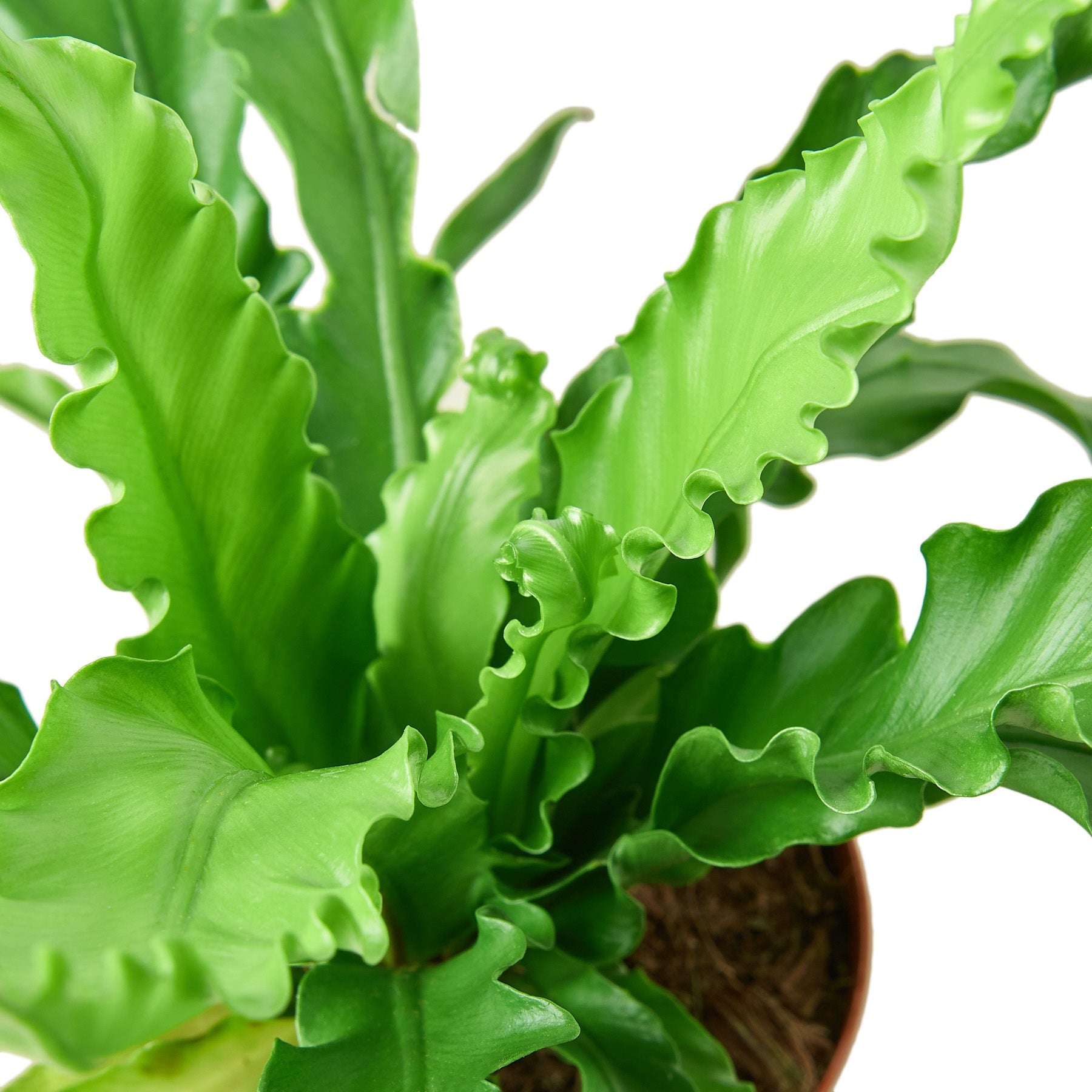 buy birds nest fern online Bird’s Nest 'Victoria' Fern