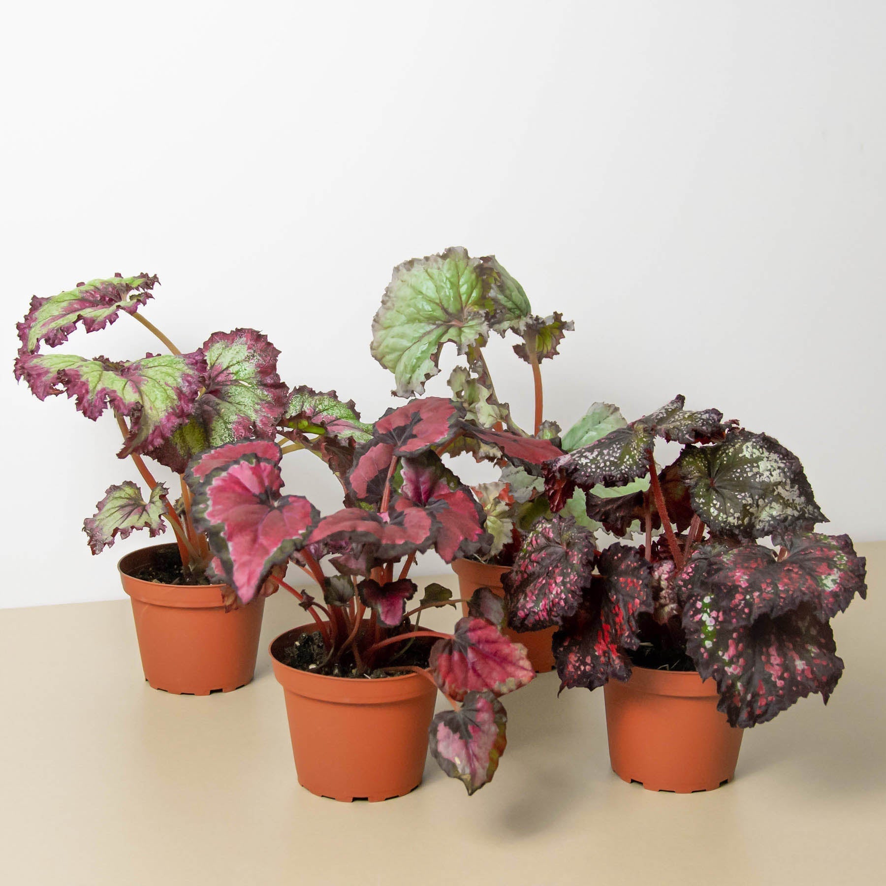 indoor begonia plants for sale Buy Rare Begonia Rex - 4 Pack Variety