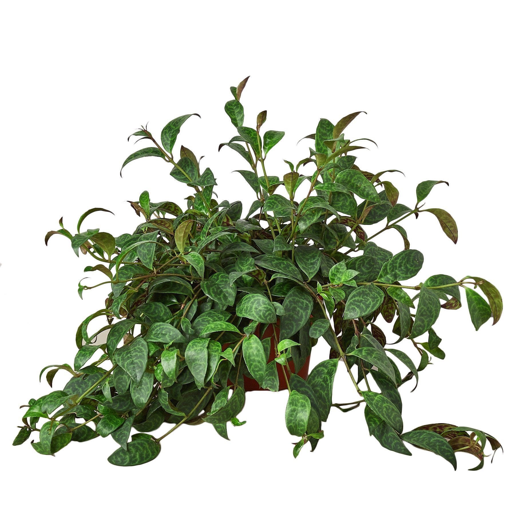 Aeschynanthus radicans