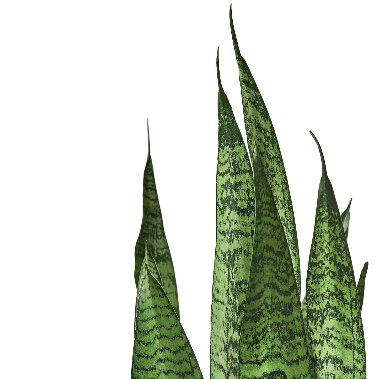 2 Snake (Sansevieria) Plant Variety Pack