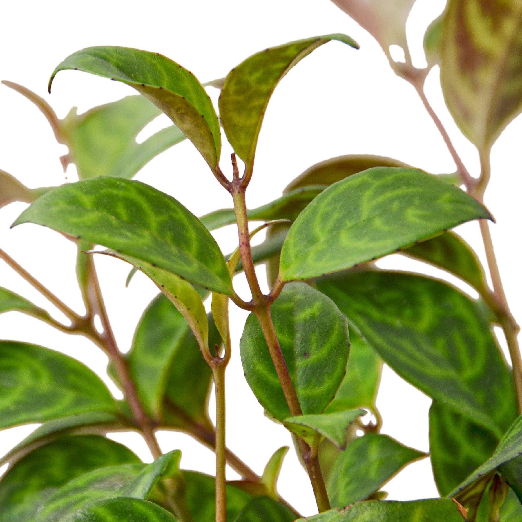Aeschynanthus radicans