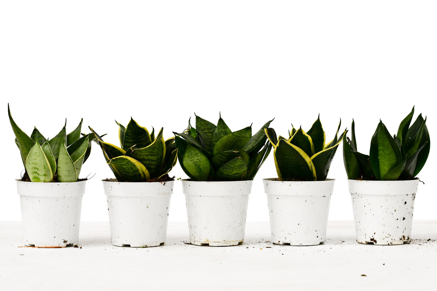 Snake Plant Variety Packs - 4" Pot