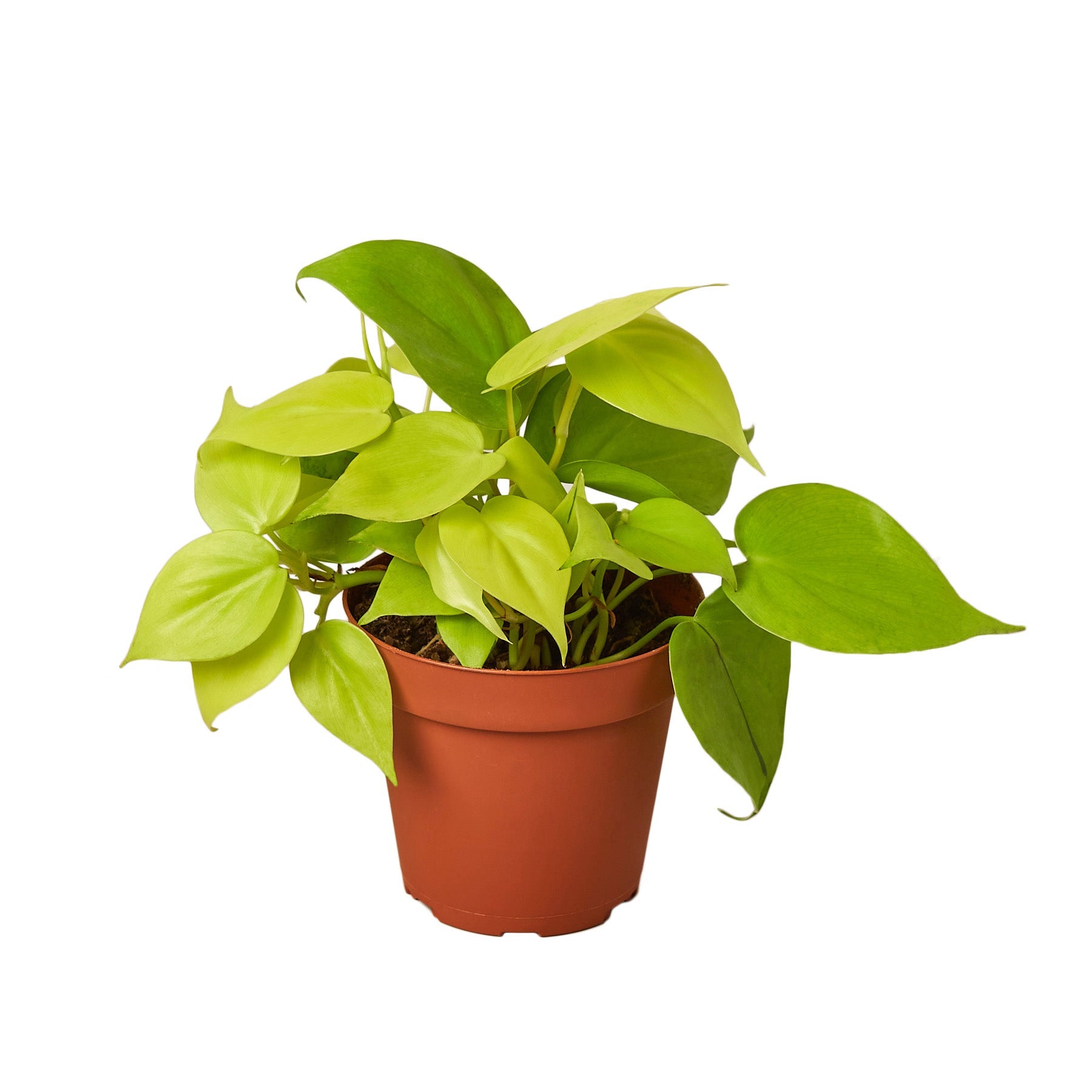 philodendron neon