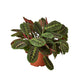 red prayer house plant