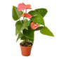 pink house plant