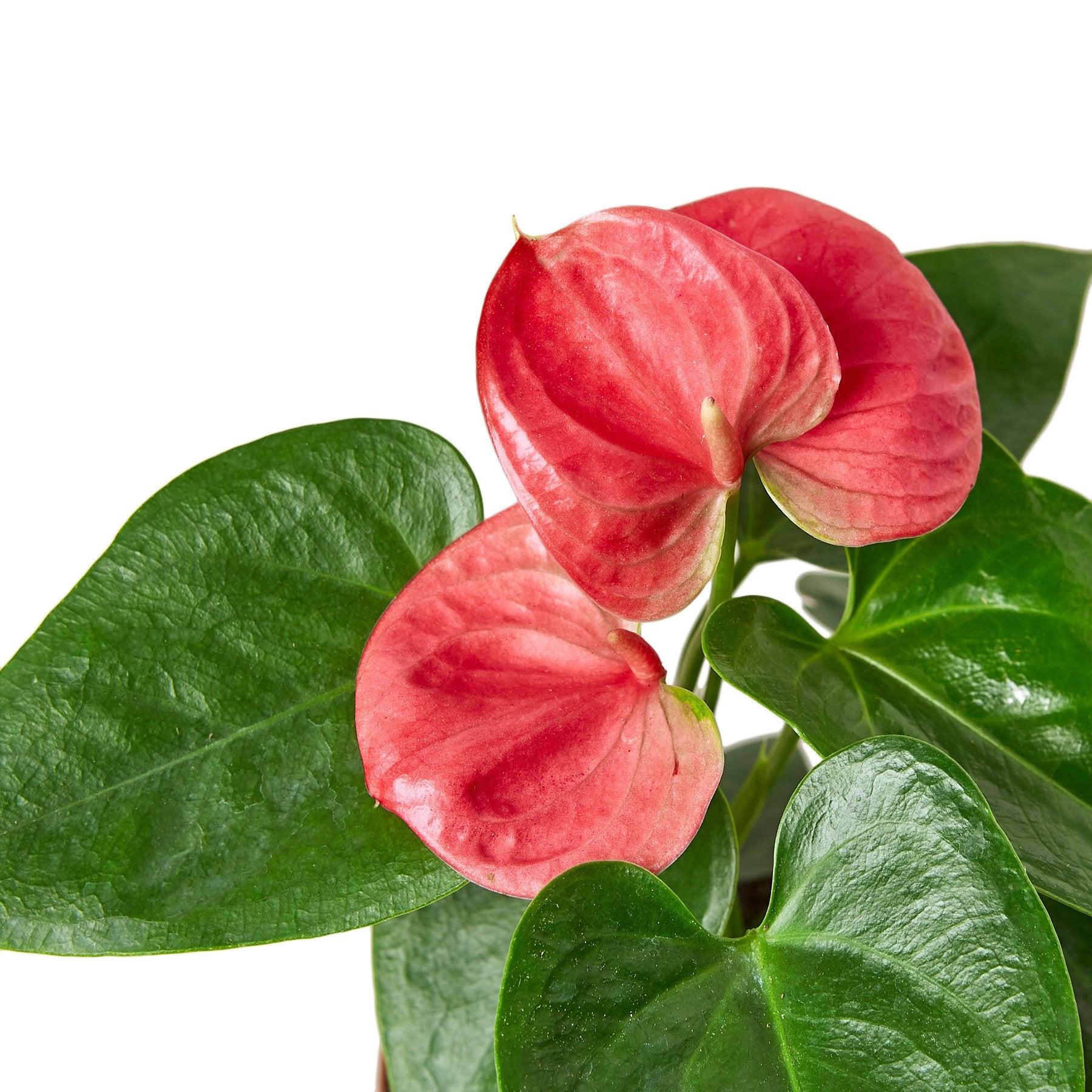 anthurium pink 40cm house plants delivered Anthurium 'Pink' 6" Pot