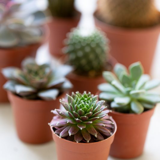 Succulent Gift Box