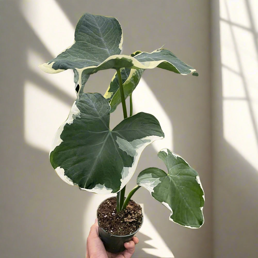 Alocasia 'Mickey Mouse' (Xanthosoma sagittifolium 'Variegatum Monstrosum') Media 1 of 3