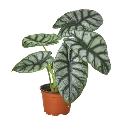 alocasia silver dragon rare plant