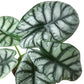 alocasia silver dragon rare plant