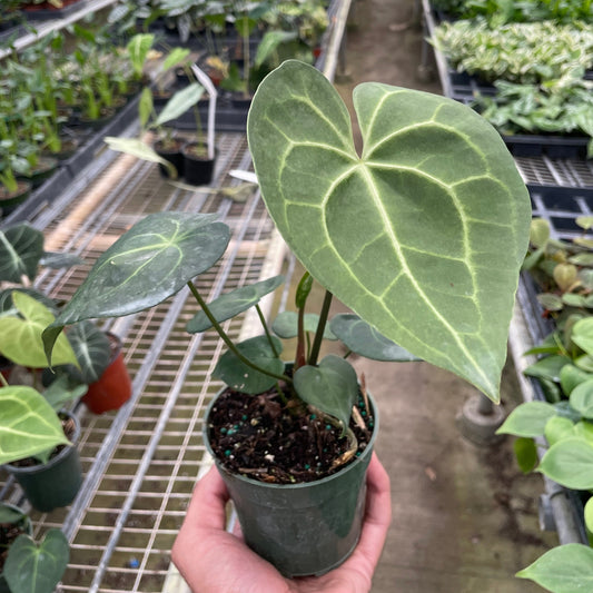 Anthurium 'Pterodactyl' rare houseplant