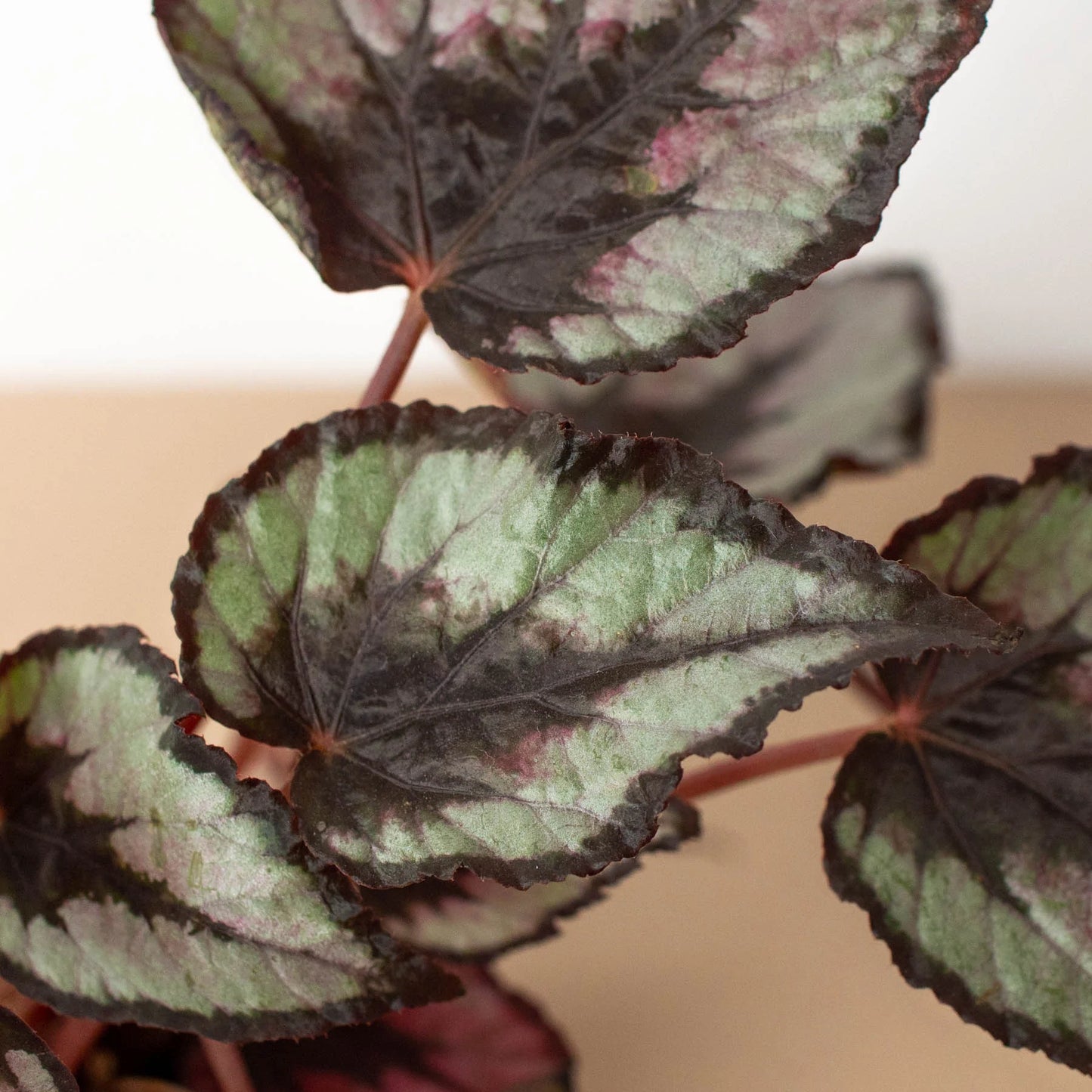 Begonia 'Rex'