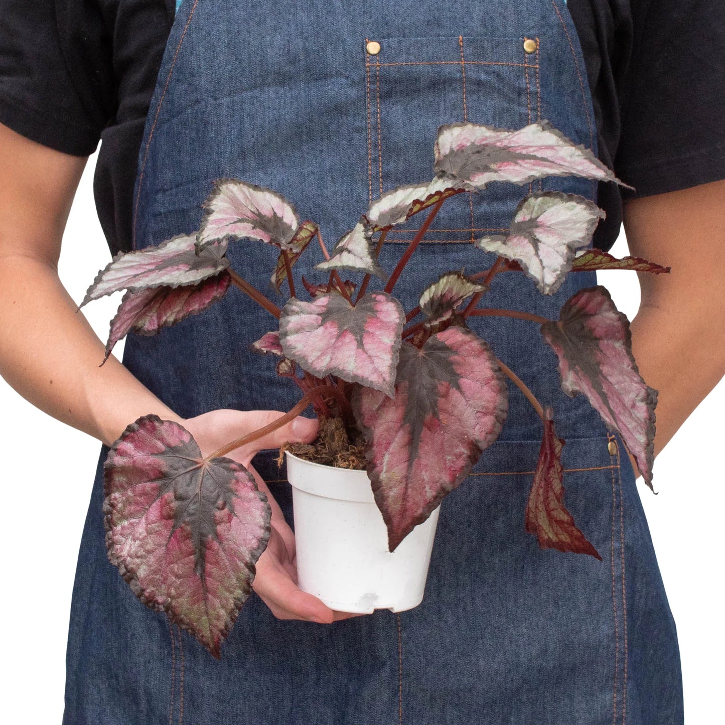 Begonia 'Rex' - 4" Pot